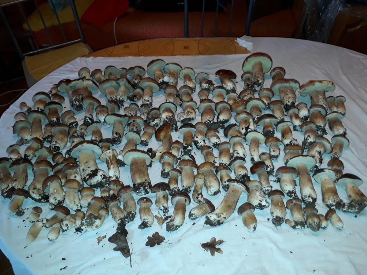 הוילה Kerkakutas Midiola Vendeghaz מראה חיצוני תמונה